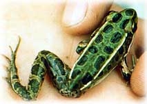 f1.jpg (24428 bytes)