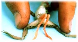 f6.jpg (20675 bytes)